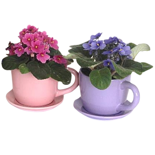 2.5" VIOLET IN TEA CUP