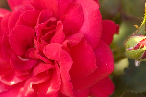 ROSE EASY ELEGANCE SUPER HERO RED 2G