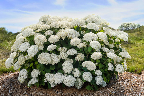 HYDRANGEA FLOWERFULL 2G