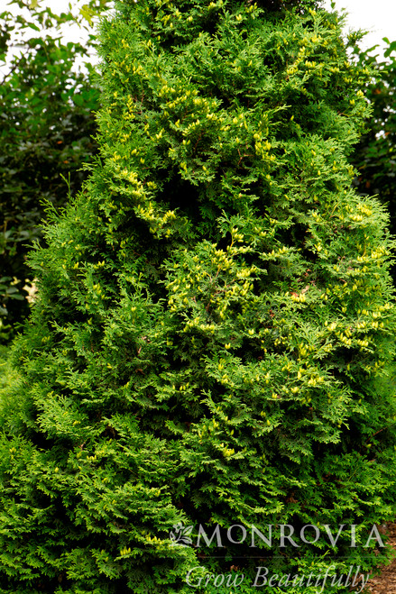 ARBORVITAE HOLMSTRUP 10G