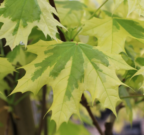 MAPLE NORWAY VARIEGATED 15G