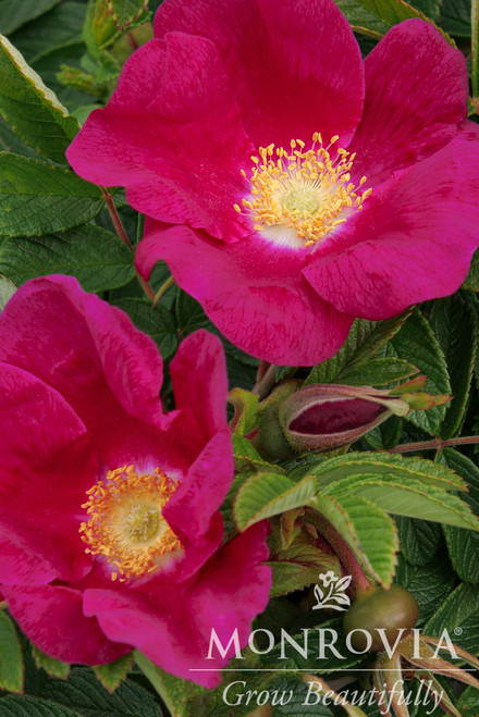 ROSE PAVEMENT SEASIDE SWIRL RED 2G
