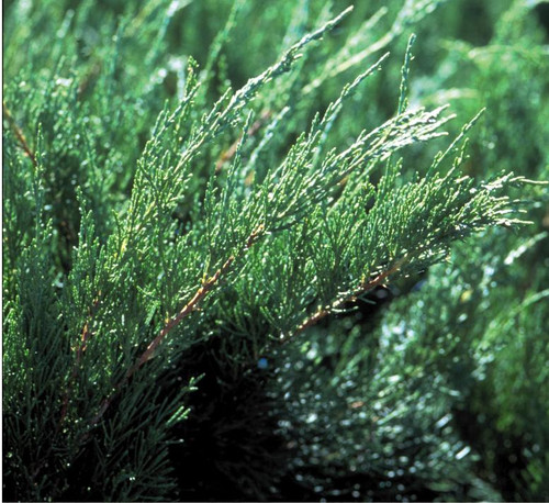 JUNIPER SEA GREEN 2G
