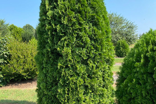 ARBORVITAE TALL GUY 5G