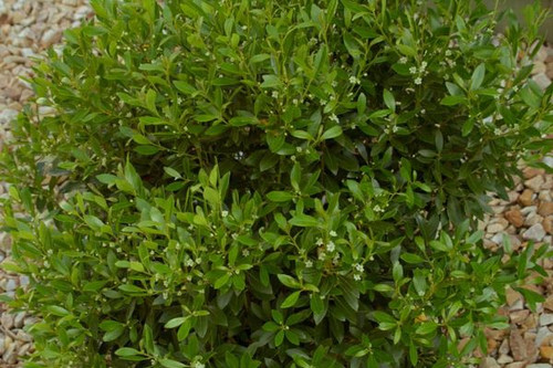 INKBERRY SHAMROCK 2G