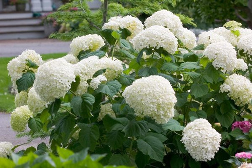HYDRANGEA INCREDIBALL WHITE 5G