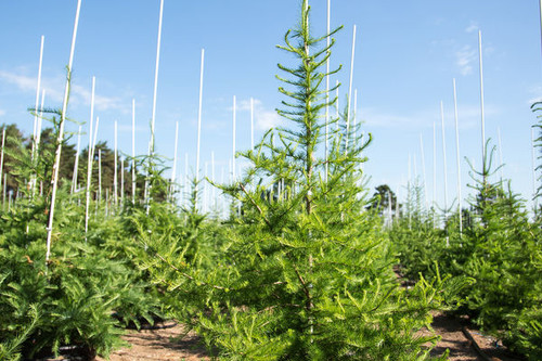 LARCH TAMARACK 10G
