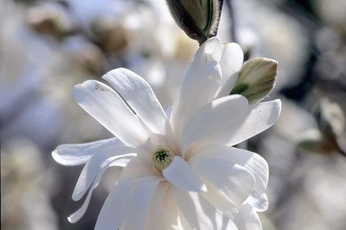 MAGNOLIA ROYAL STAR WHITE 10G