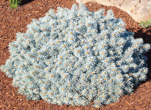 SPRUCE BLUE MOONSTONE 3G 18" STD