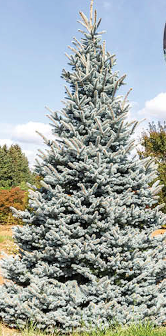 SPRUCE BLUE MONTY 3G