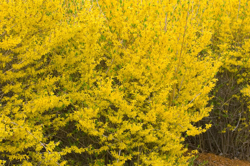 FORSYTHIA LYNWOOD GOLD 5G