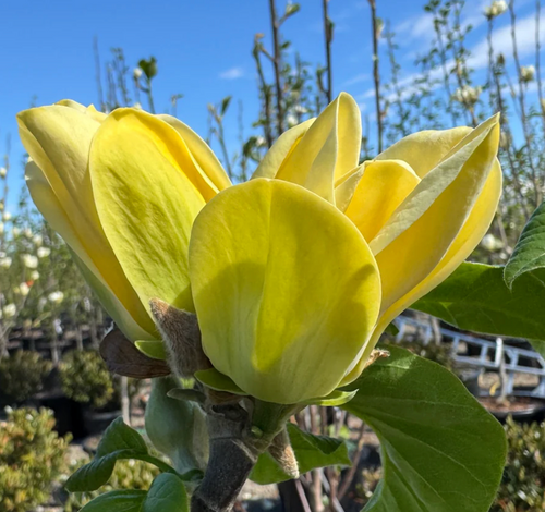 MAGNOLIA YELLOW BIRD 7G