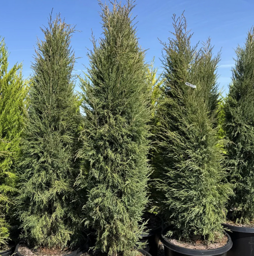 JUNIPER TAYLOR 20G 4-5'