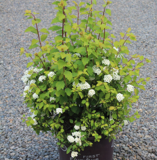 SPIREA VANHOUTTEI 5G