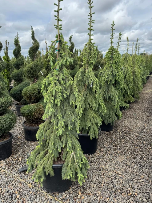 SPRUCE WHITE WEEPING 20G 3-4'