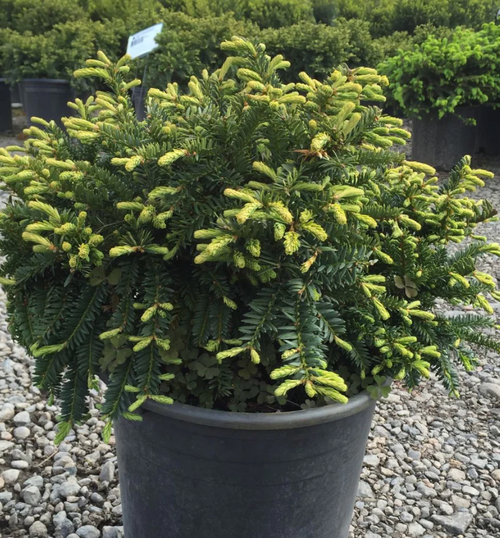 YEW EMERALD SPREADER 5G