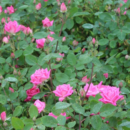 ROSE KNOCKOUT DBL PINK 3G