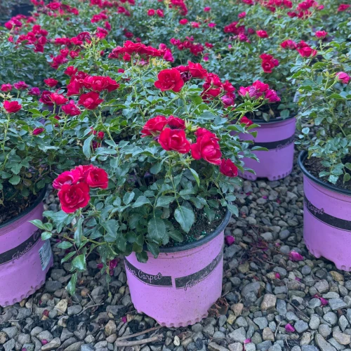 ROSE CARPET MINI CHERRY 8"