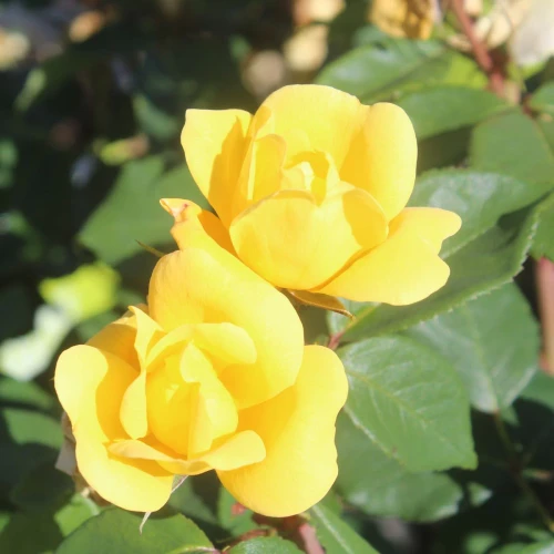ROSE KNOCKOUT SUNNY YELLOW 3G