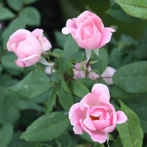 ROSE KNOCKOUT BLUSHING PINK 3G