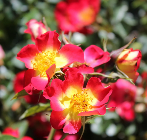 ROSE PLAYFUL HAPPY TRAILS 5G