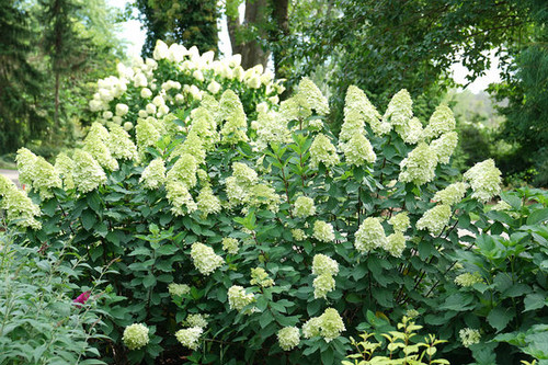 HYDRANGEA LIMELIGHT PRIME 5G