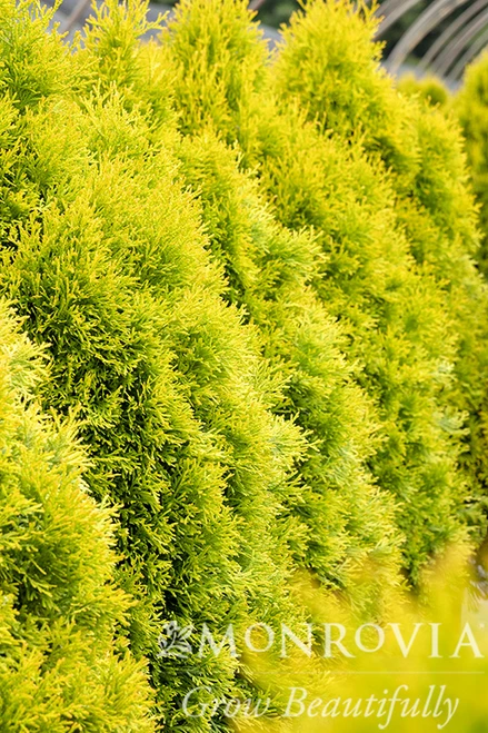ARBORVITAE HIGHLIGHTS 6G