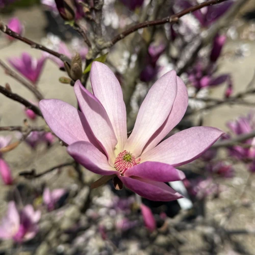 MAGNOLIA ANN LILY 15G