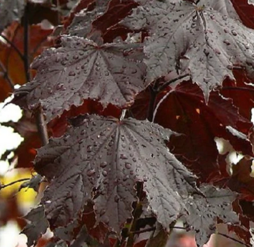 MAPLE NOR ROYAL RED 15G 1"