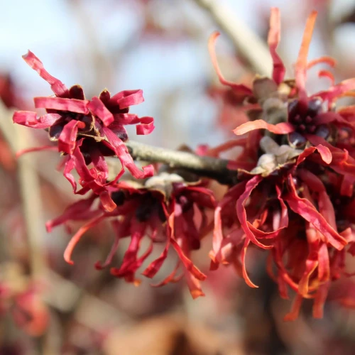 WITCH HAZEL DIANE 10G