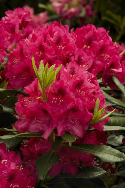 RHODODENDRON NOVA ZEMBLA 5G