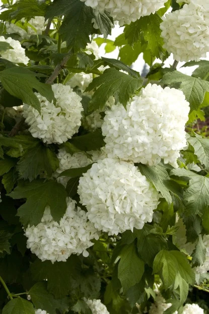 VIBURNUM SNOWBALL 2G
