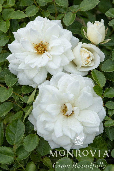 ROSE GRACE N GRIT WHITE 2G