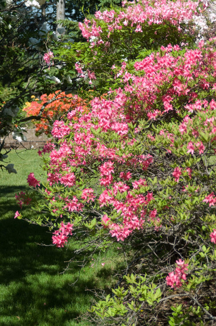 AZALEA ROSEY LIGHTS 2G