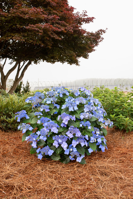 HYDRANGEA ENDLESS SUMMER POP STAR 2G