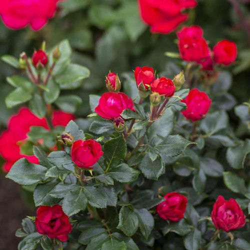 ROSE KNOCKOUT PETITE DEEP RED 3G