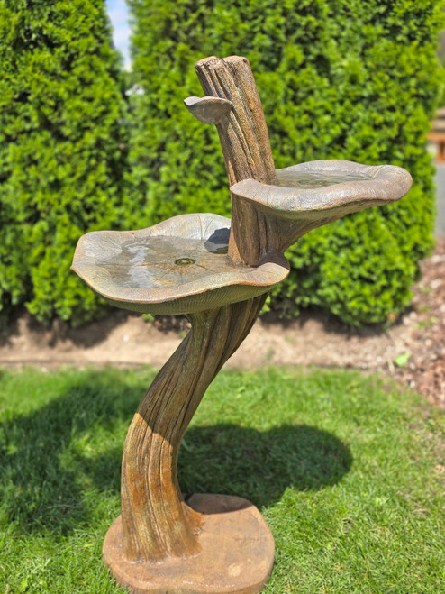 BIRDBATH DOUBLE LILY