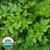 SEED HERB GIANT FROM ITALY PARSLEY