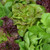 SEED LETTUCE, SSE LETTUCE MIXTURE