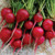 SEED RADISH, EARLY SCARLET GLOBE