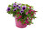 ENAMELED PAIL COMBO