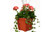 PP 12" GERANIUM COMBO POT