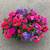 12.5" HANGING BASKET PROVEN WINNERS ANNUAL COMBO