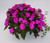 11" HANGING BASKET PREMIUM ANNUAL COMBO