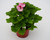5.5" GERANIUM (REGAL OR MARTHA WASHINGTON)