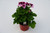 5.5" GERANIUM (REGAL OR MARTHA WASHINGTON)