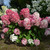 HYDRANGEA DIAMOND ROUGE 2G