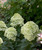 HYDRANGEA LITTLE LIME HARDY