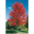 MAPLE AUTUMN BLAZE 15G