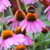 SEED PRAIRIE, PURPLE CONEFLOWER